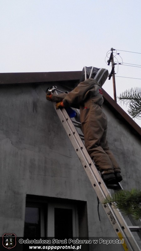 Dwa wyjazdy do gniazda os