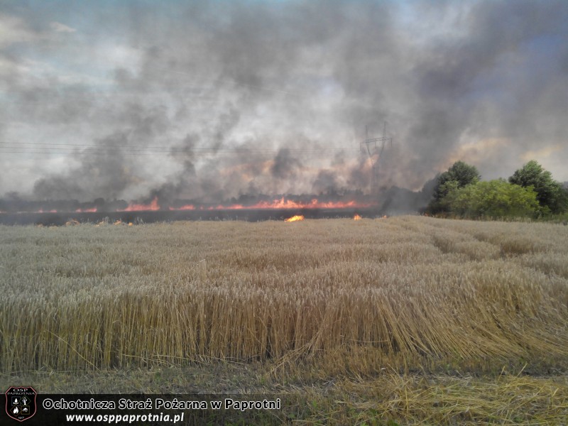 Pożar zboża w Pawłowicach