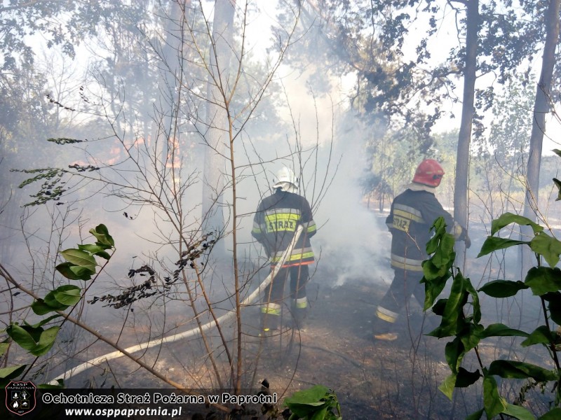 Pożar poszycia leśnego w miejscowości Gawłowie