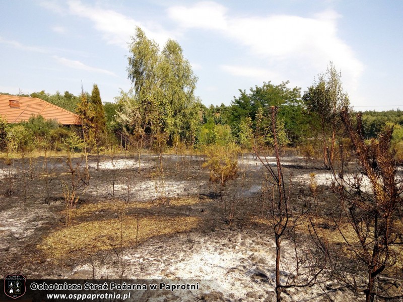 Pożar poszycia leśnego w miejscowości Gawłowie