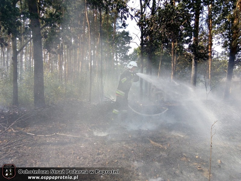 Pożar poszycia leśnego w miejscowości Gawłowie