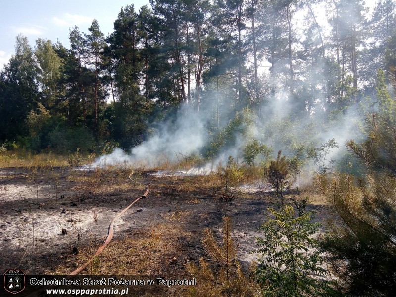 Pożar poszycia leśnego w miejscowości Gawłowie