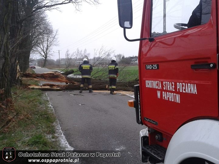 Przewróconwe dzrzewo Izbiska