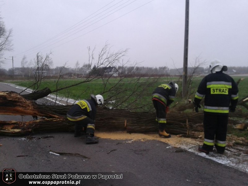Przewróconwe dzrzewo Izbiska